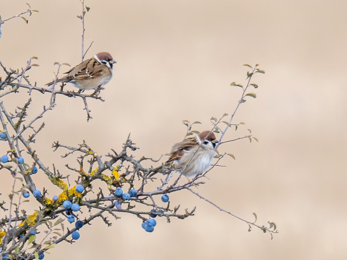 Gorrión Molinero - ML645556884