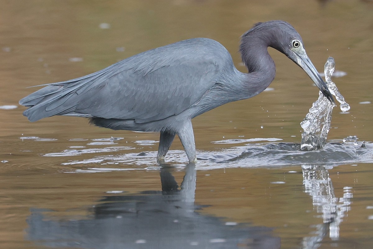 Little Blue Heron - ML645556889