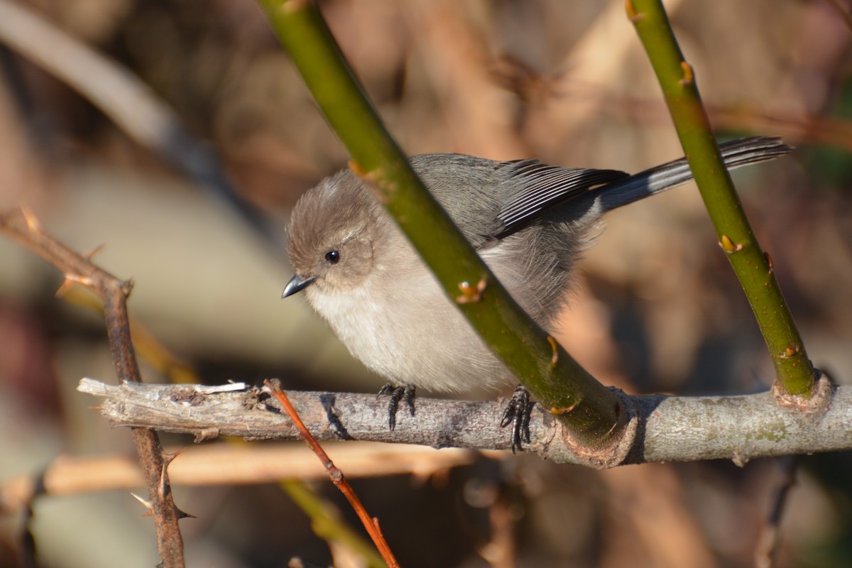 Bushtit - ML645556896
