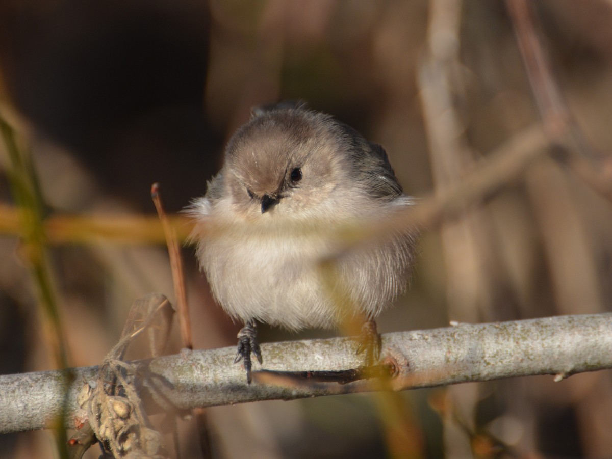 Bushtit - ML645556902