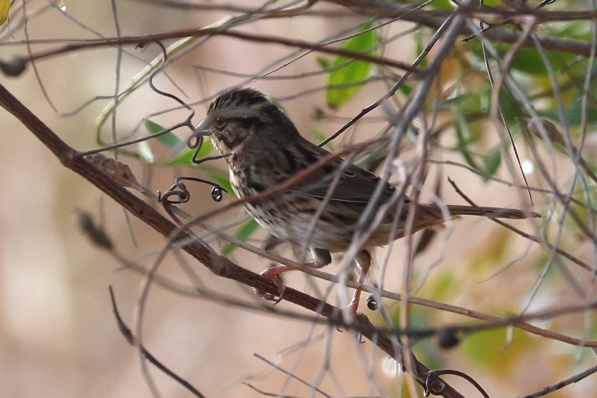 Song Sparrow - ML645556919