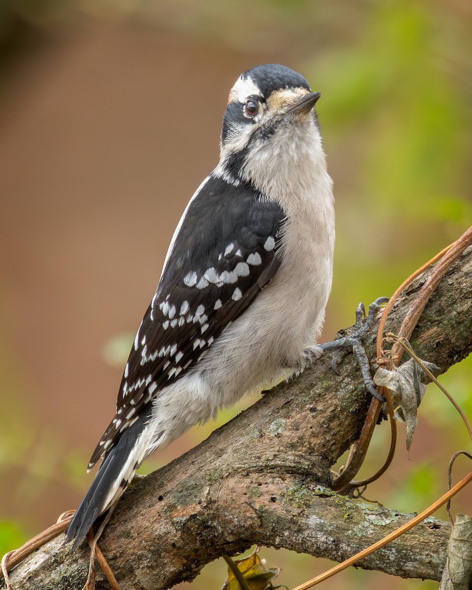 Downy Woodpecker - ML645556920