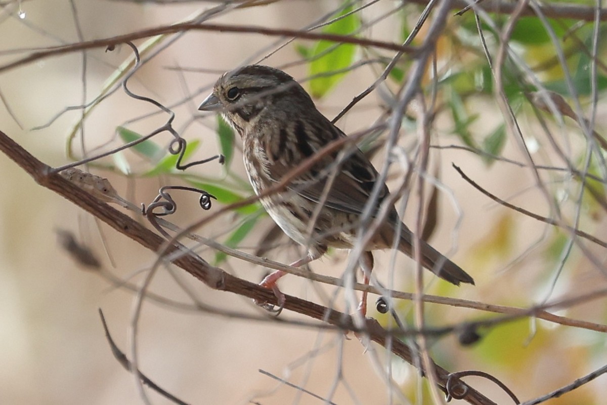 Song Sparrow - ML645556921