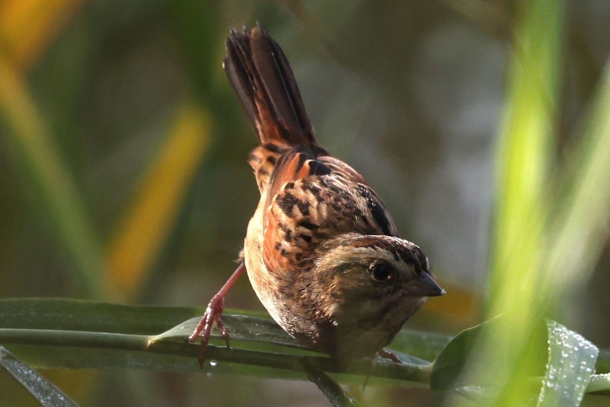 Swamp Sparrow - ML645556940