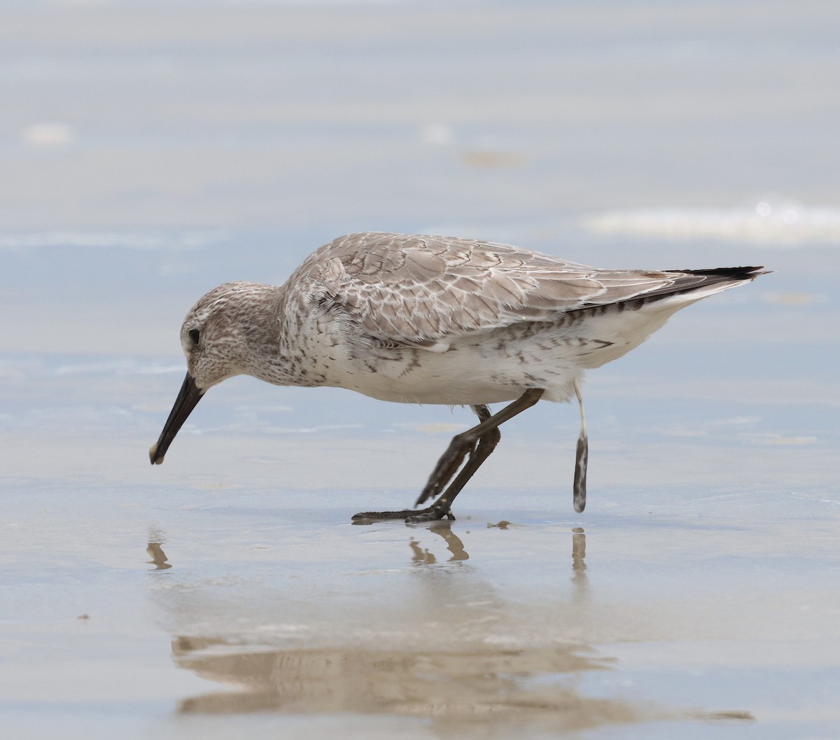 jespák rezavý - ML645556949