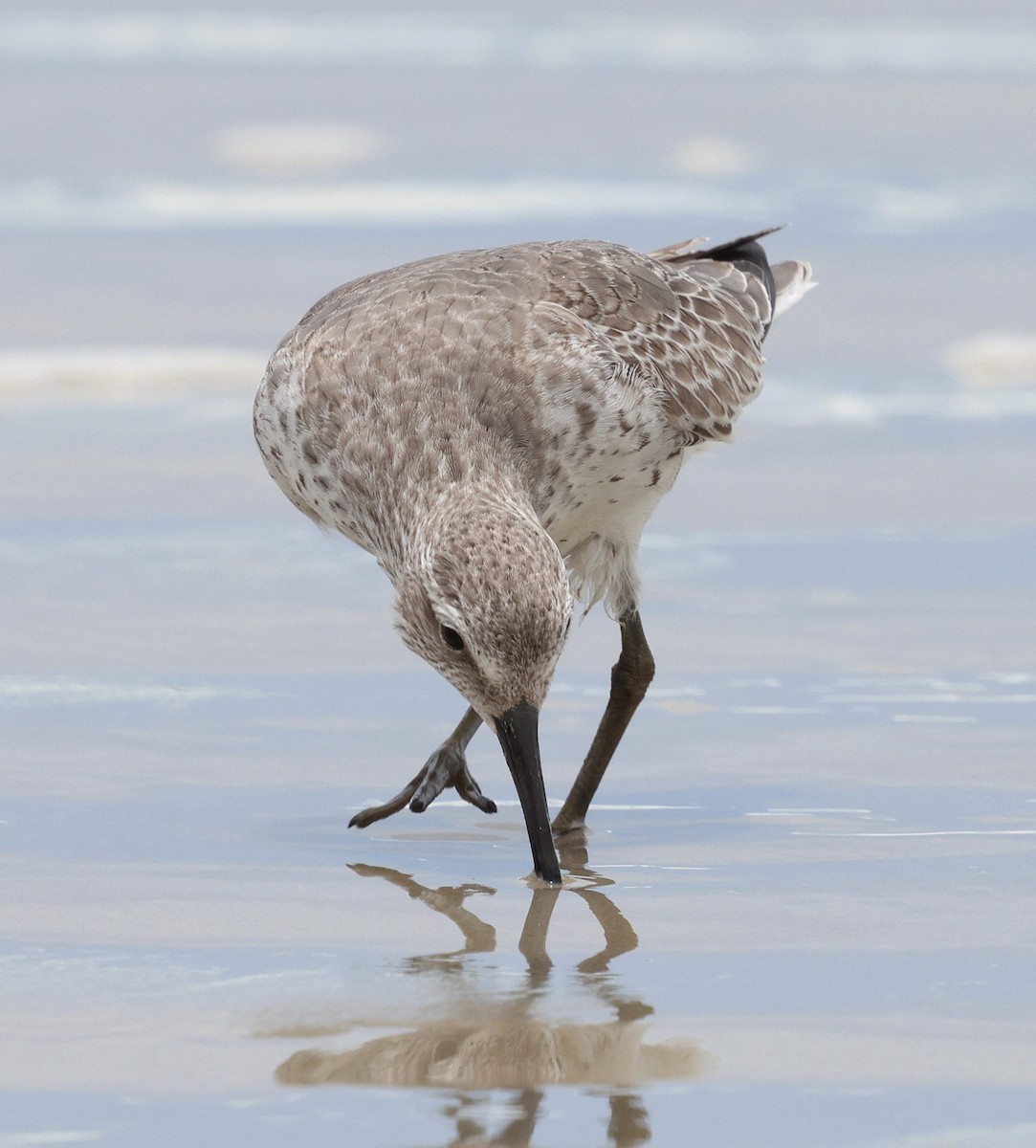 jespák rezavý - ML645556950