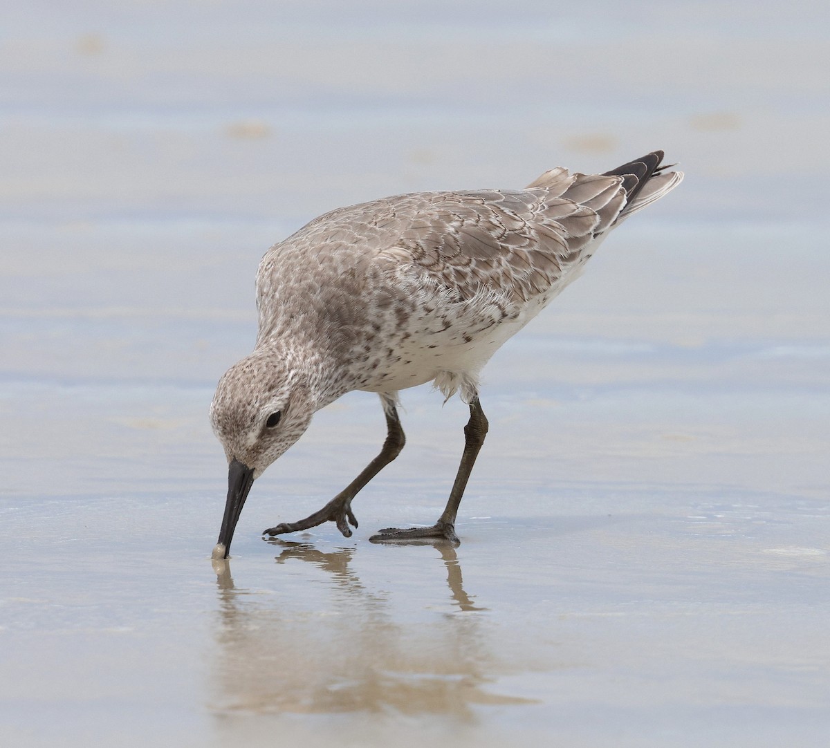 jespák rezavý - ML645556951