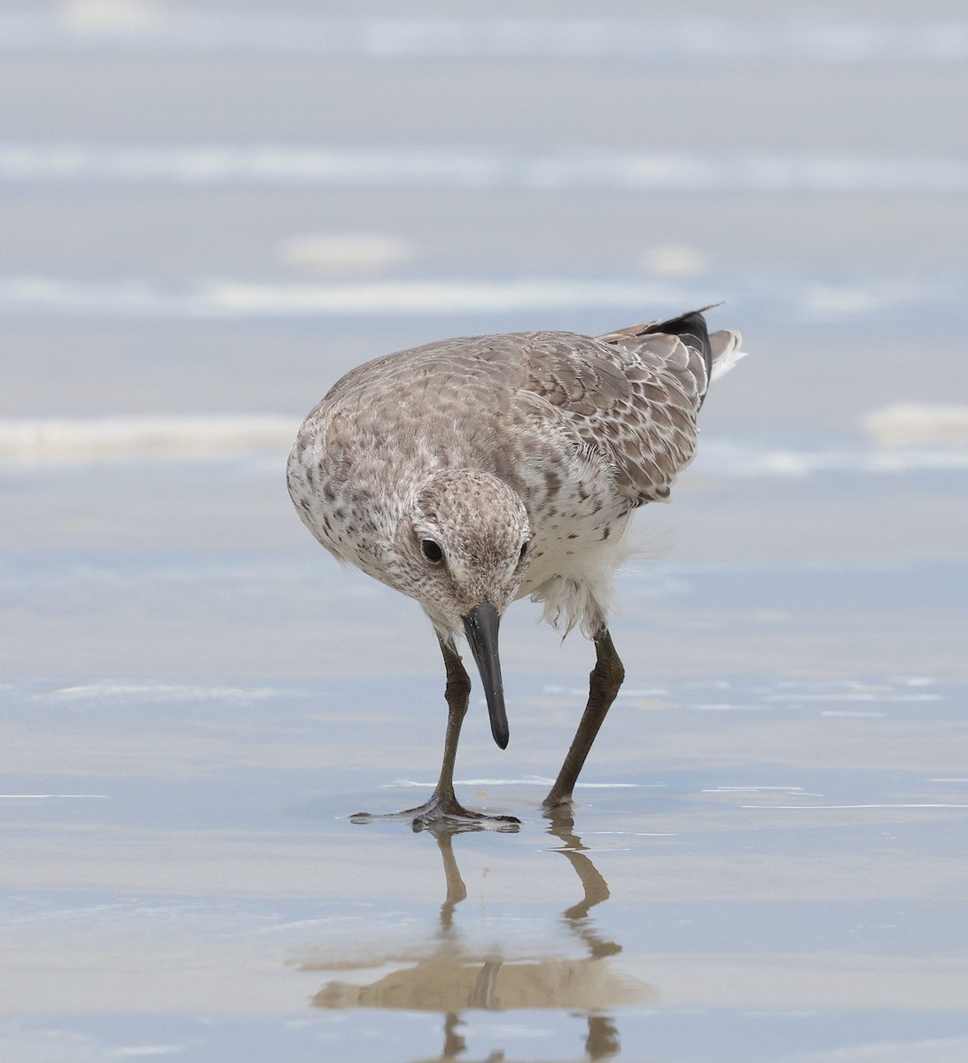 jespák rezavý - ML645556952