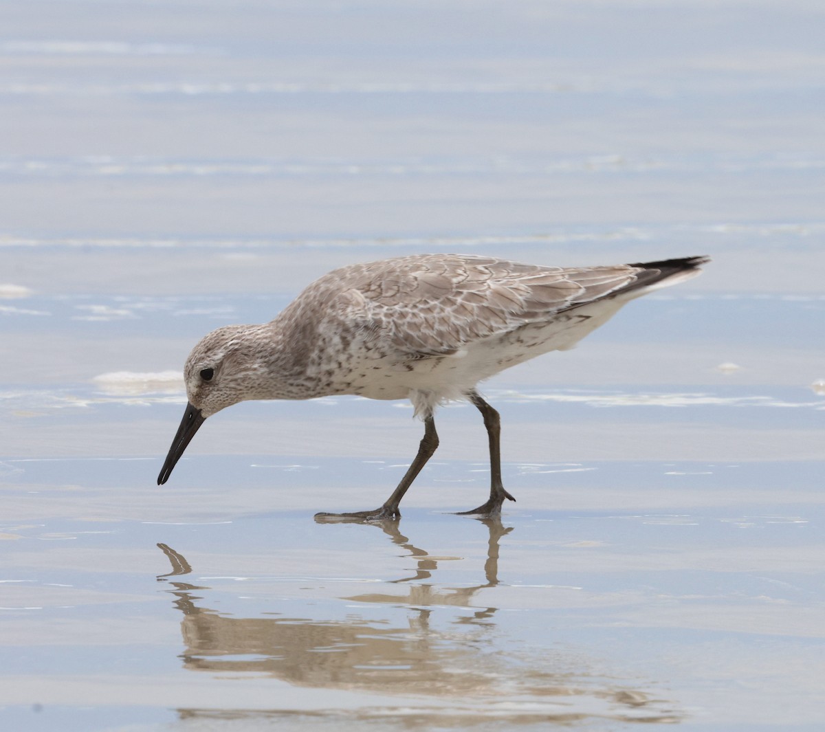 jespák rezavý - ML645556953