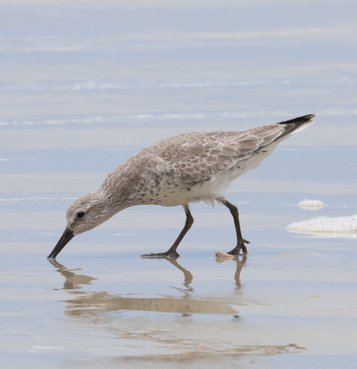 jespák rezavý - ML645556954