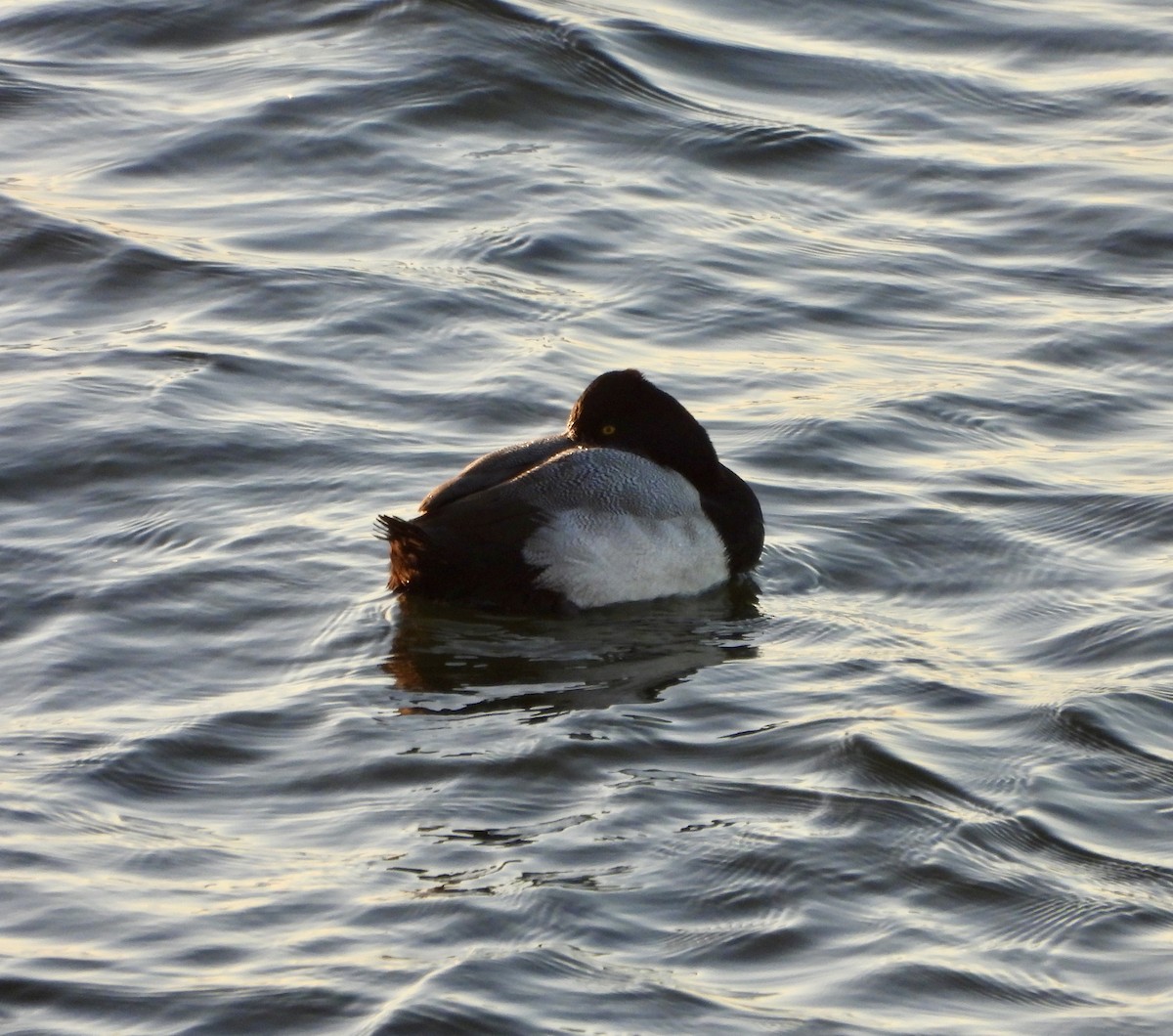 Lesser Scaup - ML645556963