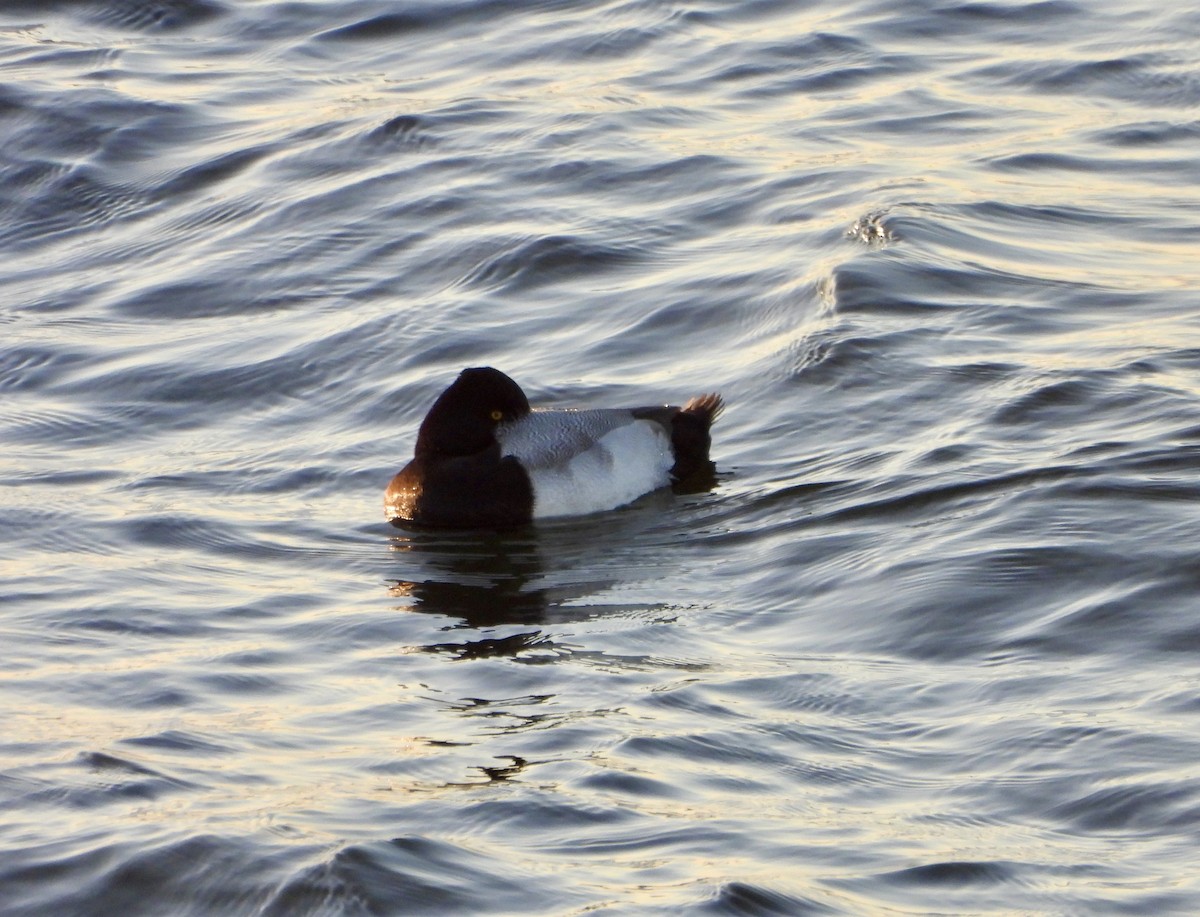 Lesser Scaup - ML645556964