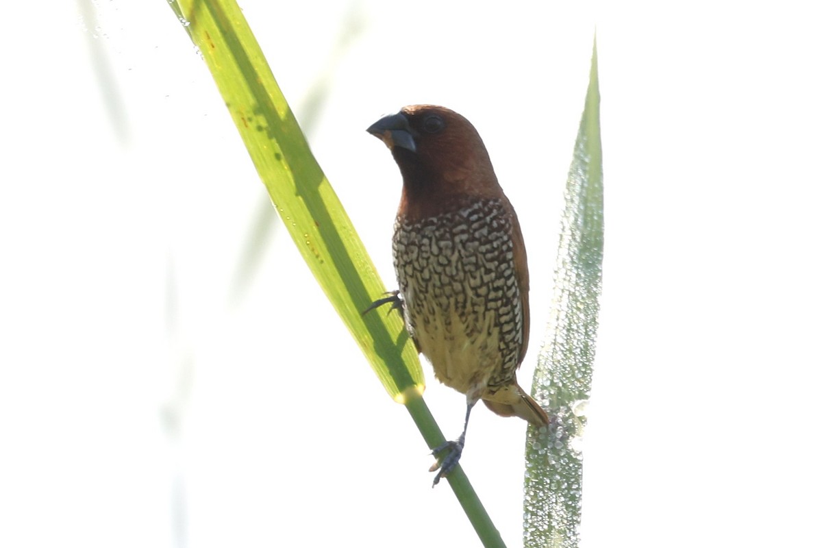 Scaly-breasted Munia - ML645556974