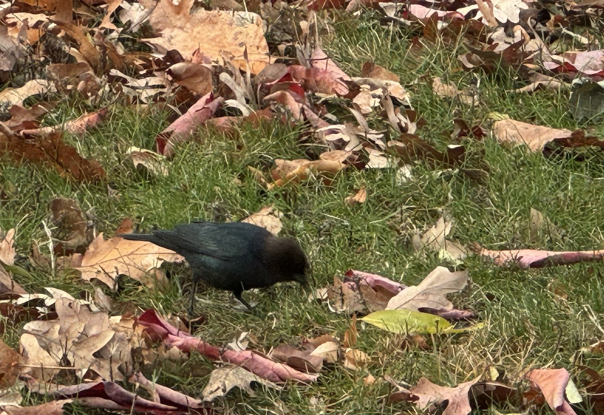 Brown-headed Cowbird - ML645556984