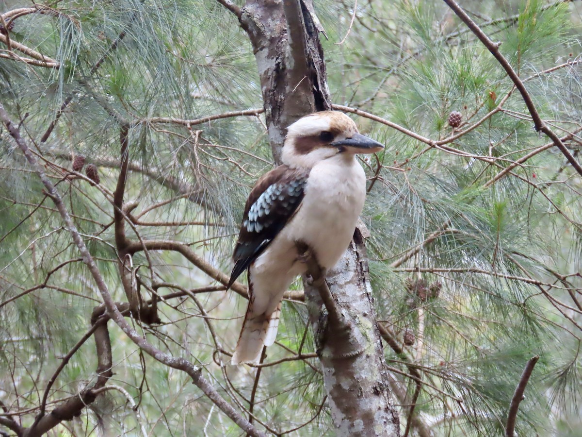 latterkokaburra - ML645556985