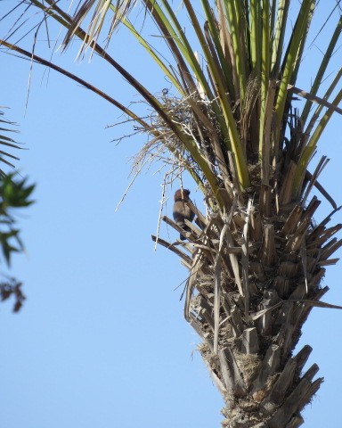 bengalråke - ML645556986