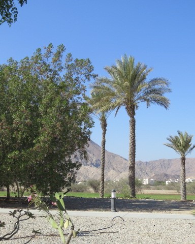 bengalråke - ML645556987