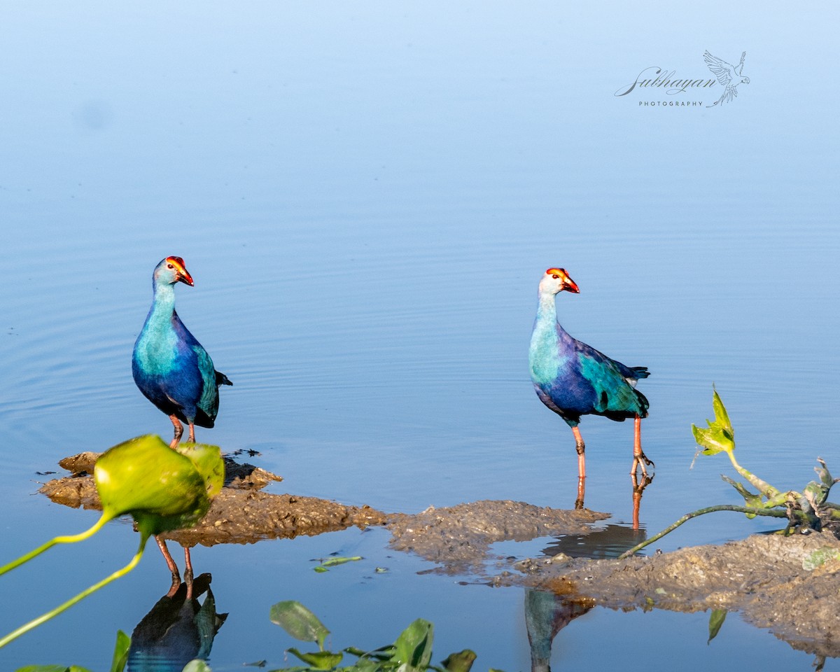 gråhodesultanhøne - ML645556988