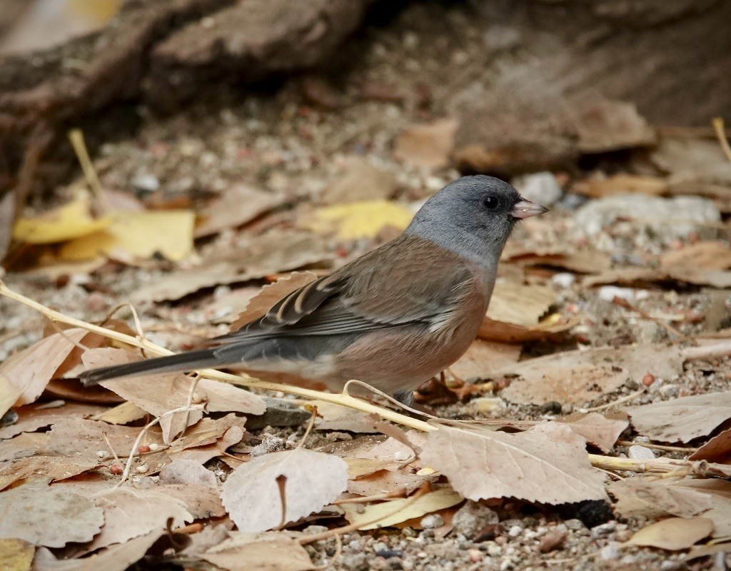 vinterjunko (mearnsi) - ML645556999