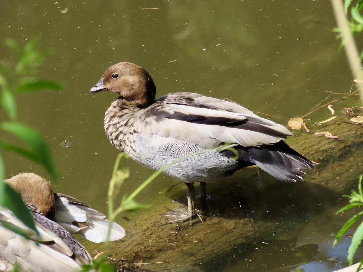 mankeand - ML645557000