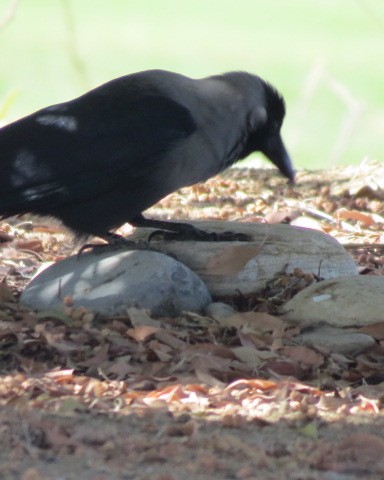 huskråke - ML645557001