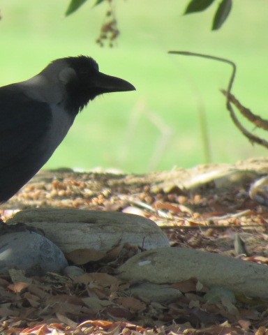 huskråke - ML645557002