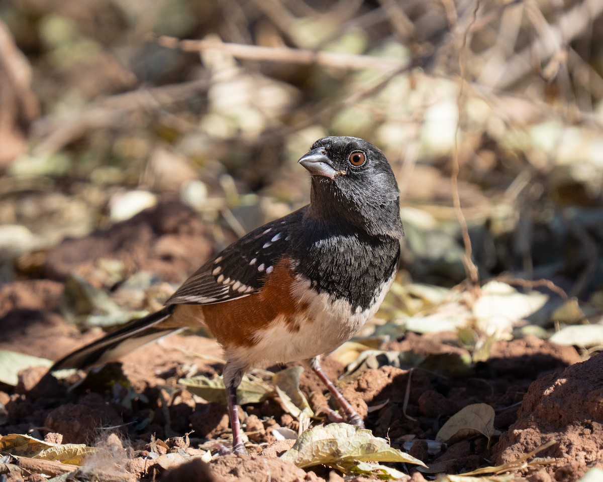 flekktovi - ML645557003