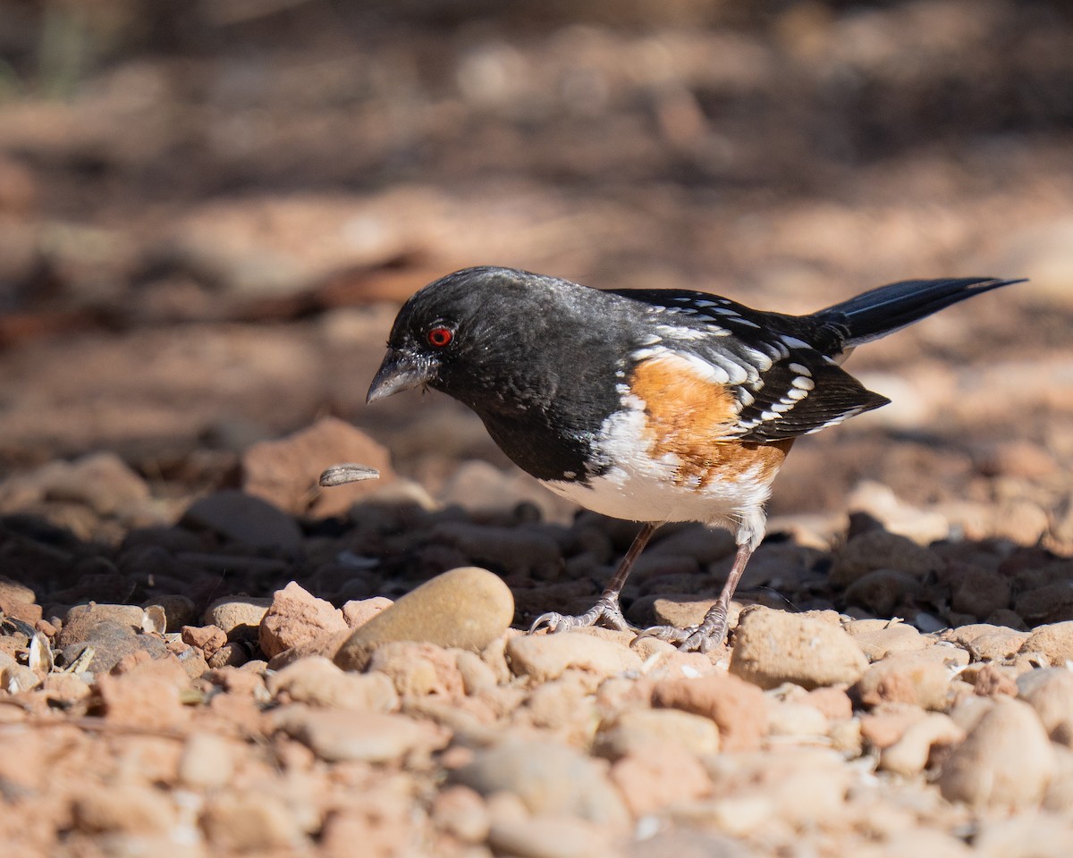 flekktovi - ML645557004