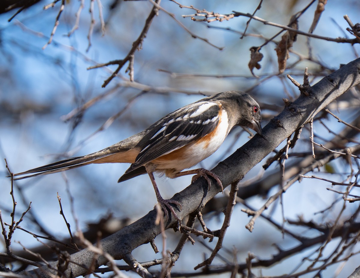 flekktovi - ML645557005