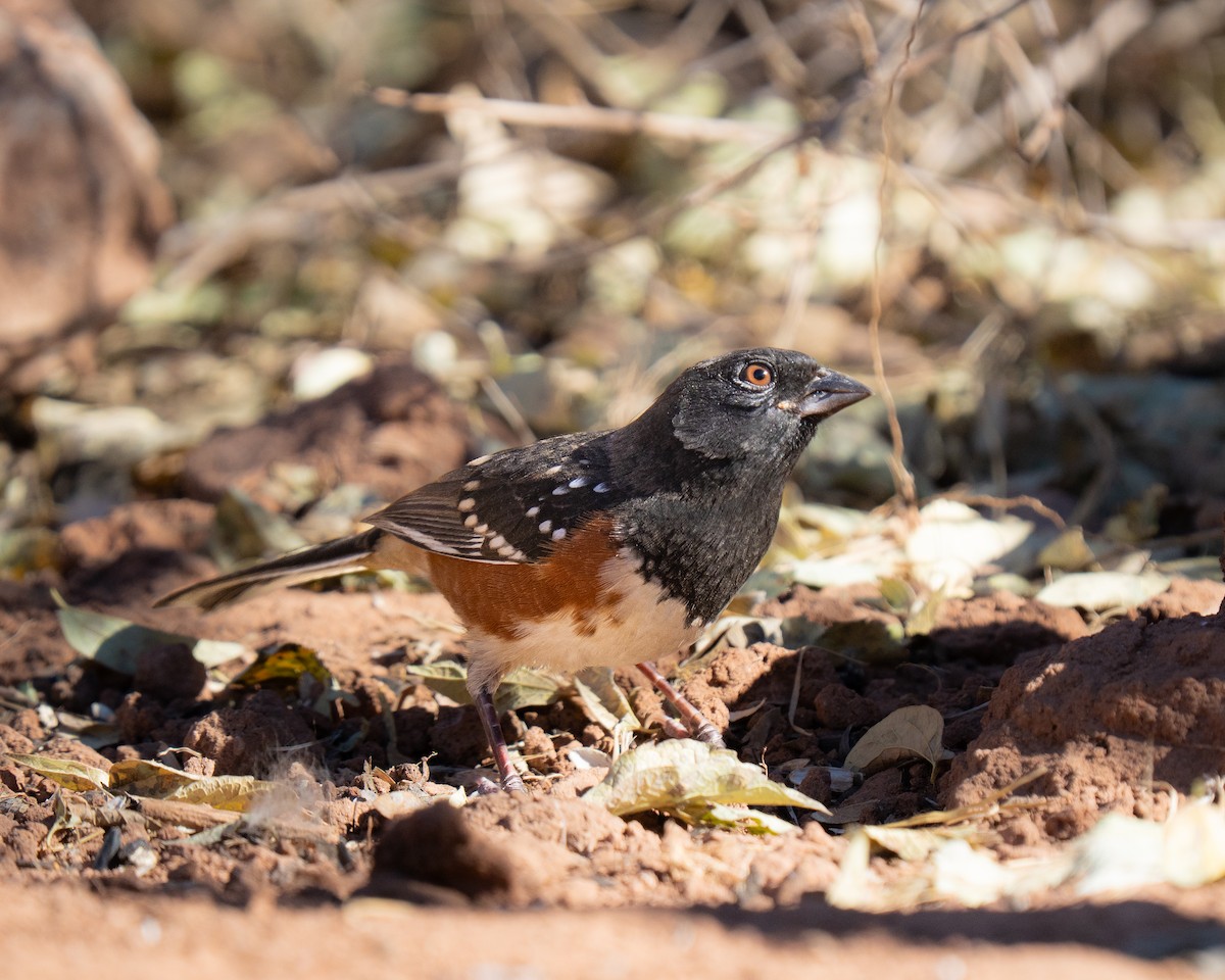 flekktovi - ML645557006