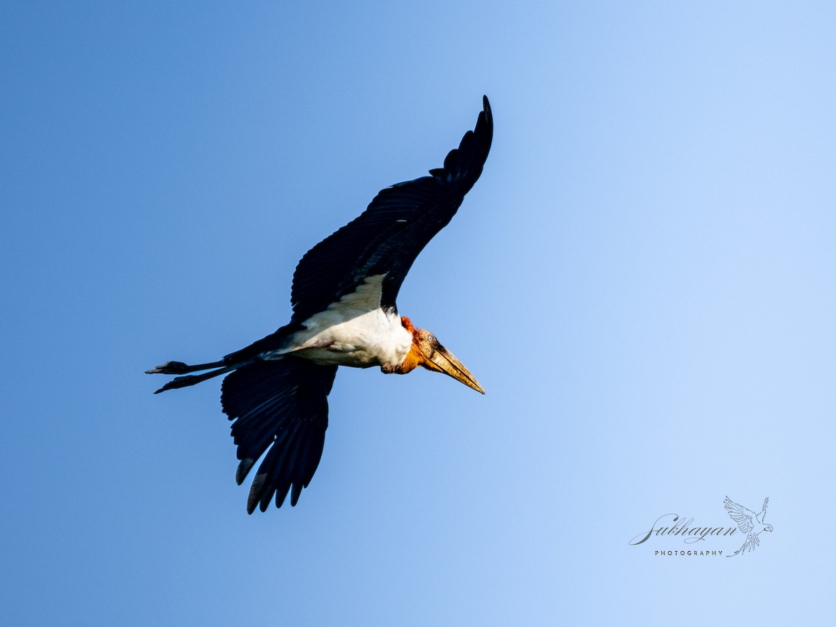 storadjutant - ML645557007