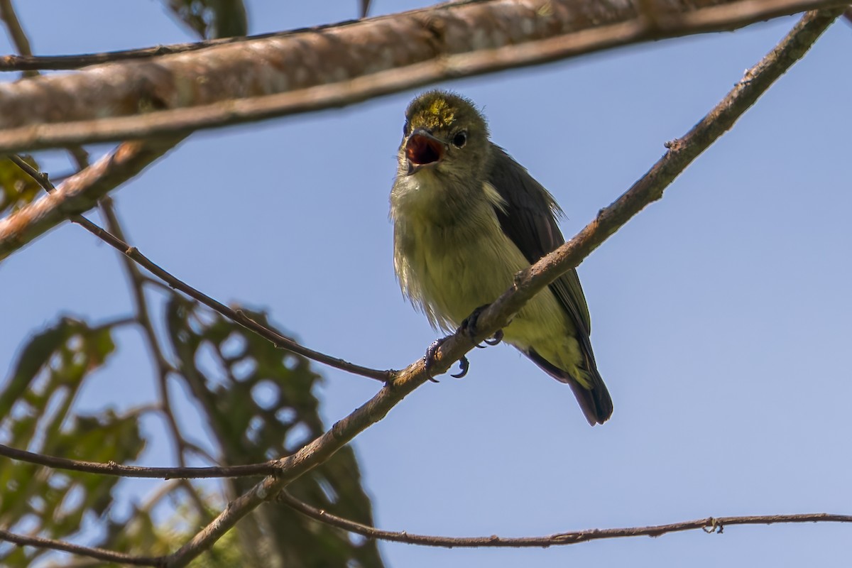 irianblomsterfugl - ML645557008