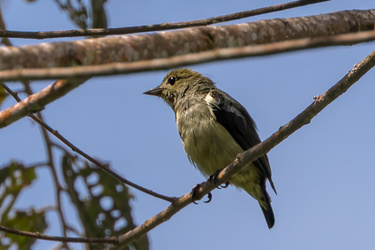 irianblomsterfugl - ML645557009