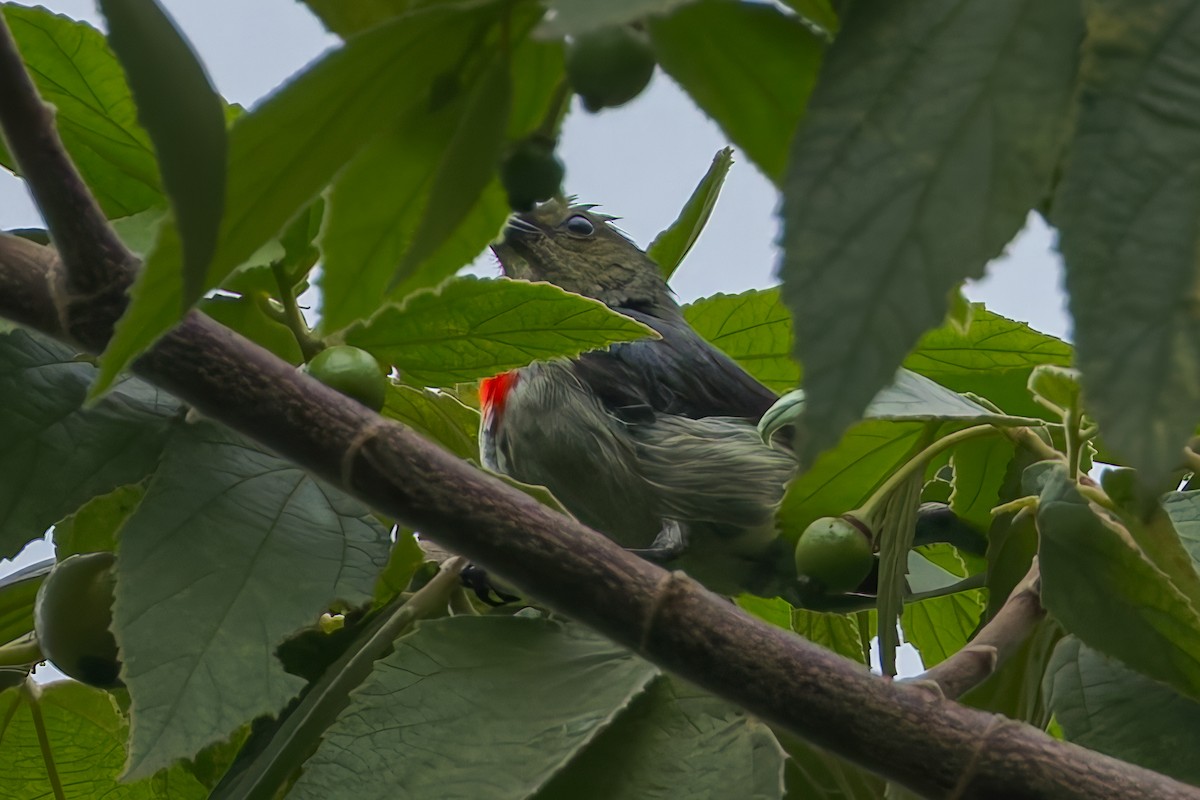 irianblomsterfugl - ML645557010