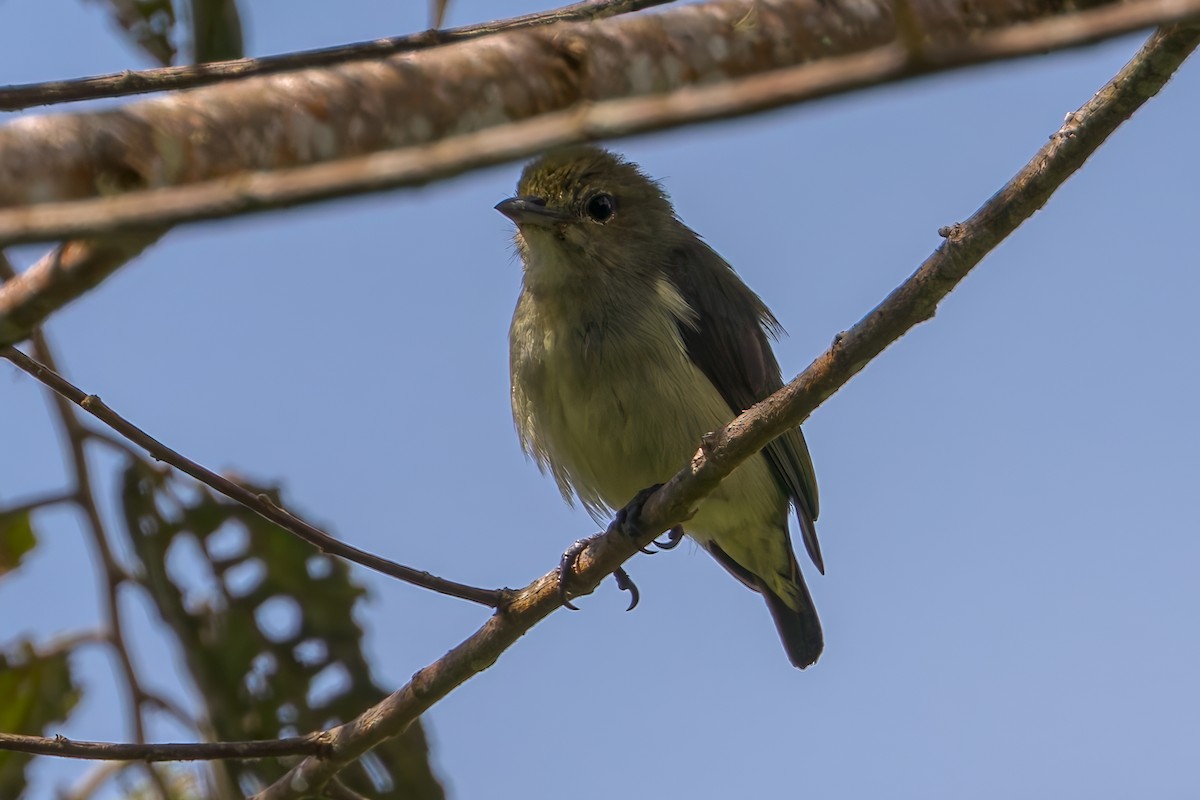 irianblomsterfugl - ML645557011