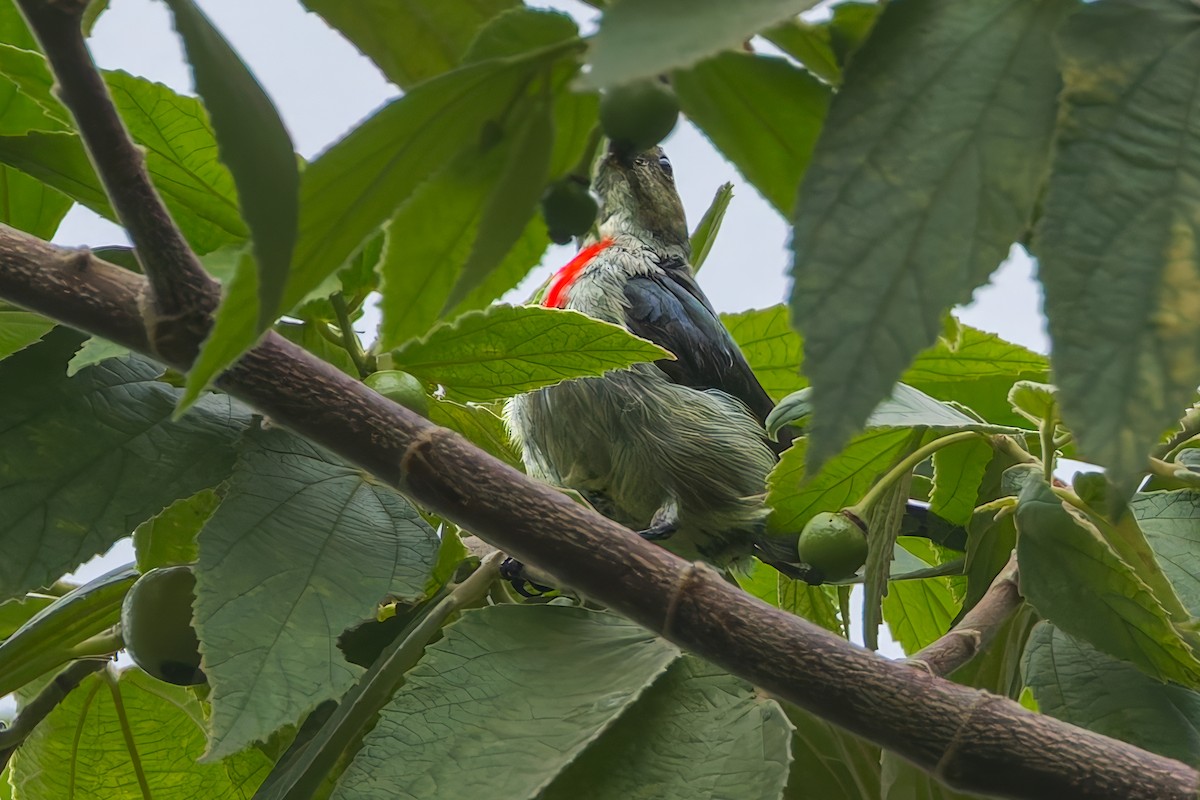 irianblomsterfugl - ML645557012