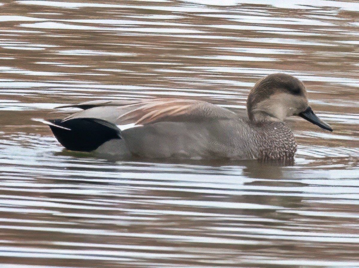 snadderand - ML645557015