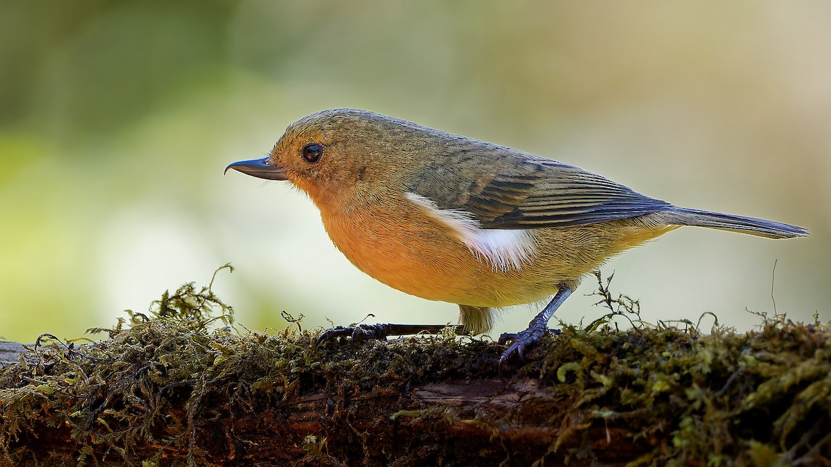 Pinchaflor Flanquiblanco - ML645557025
