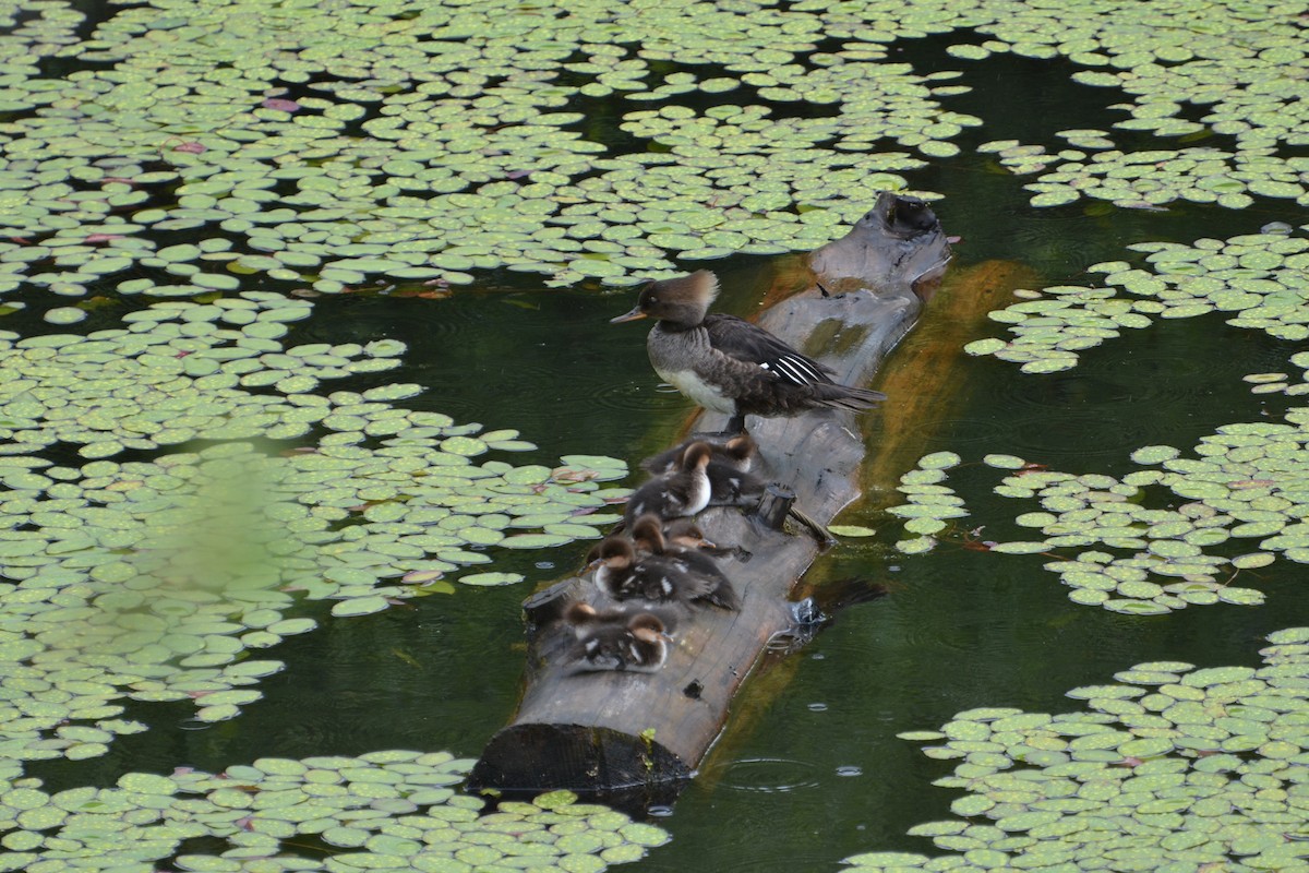 Хумхин бохио - ML645557058