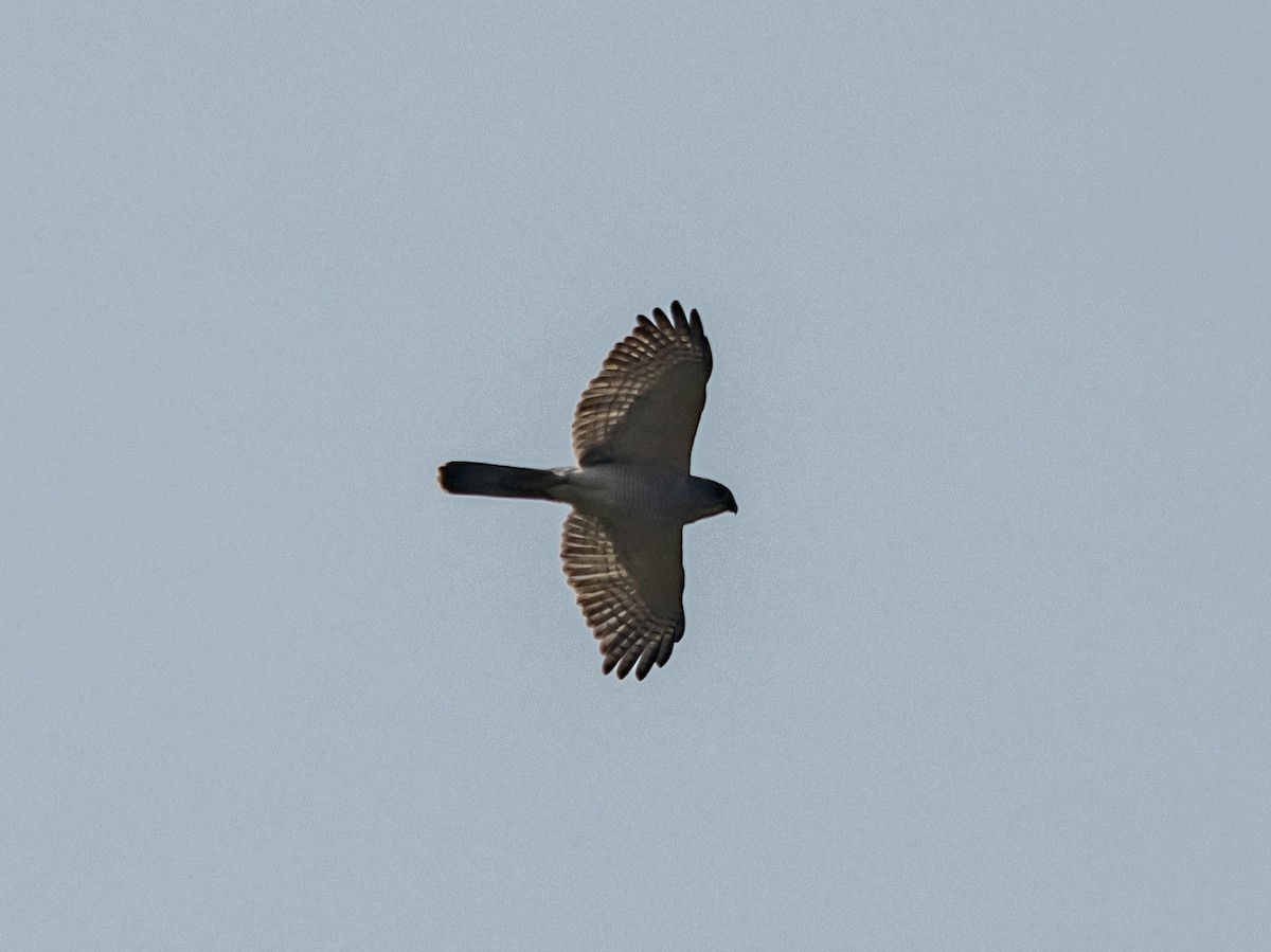 Shikra (Asian) - ML645557092