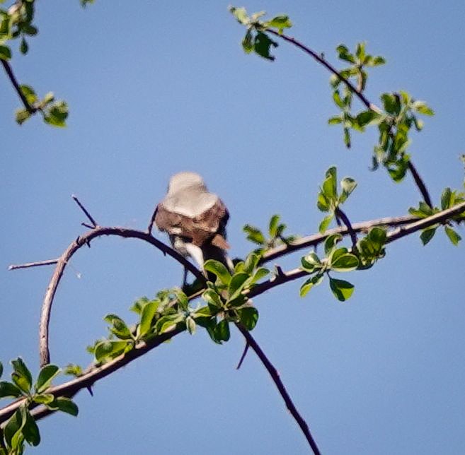 Schwarzstirnwürger - ML645557093