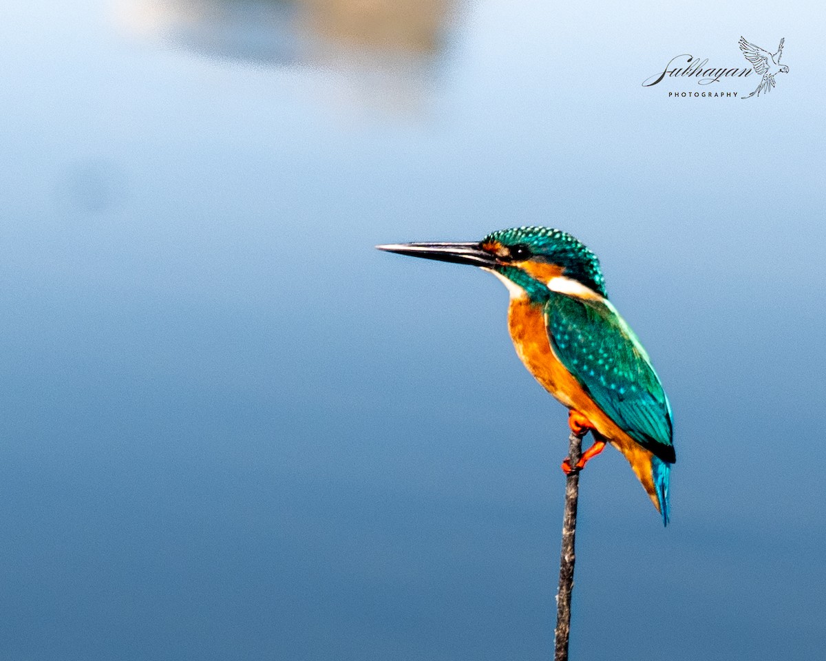 Common Kingfisher - ML645557101