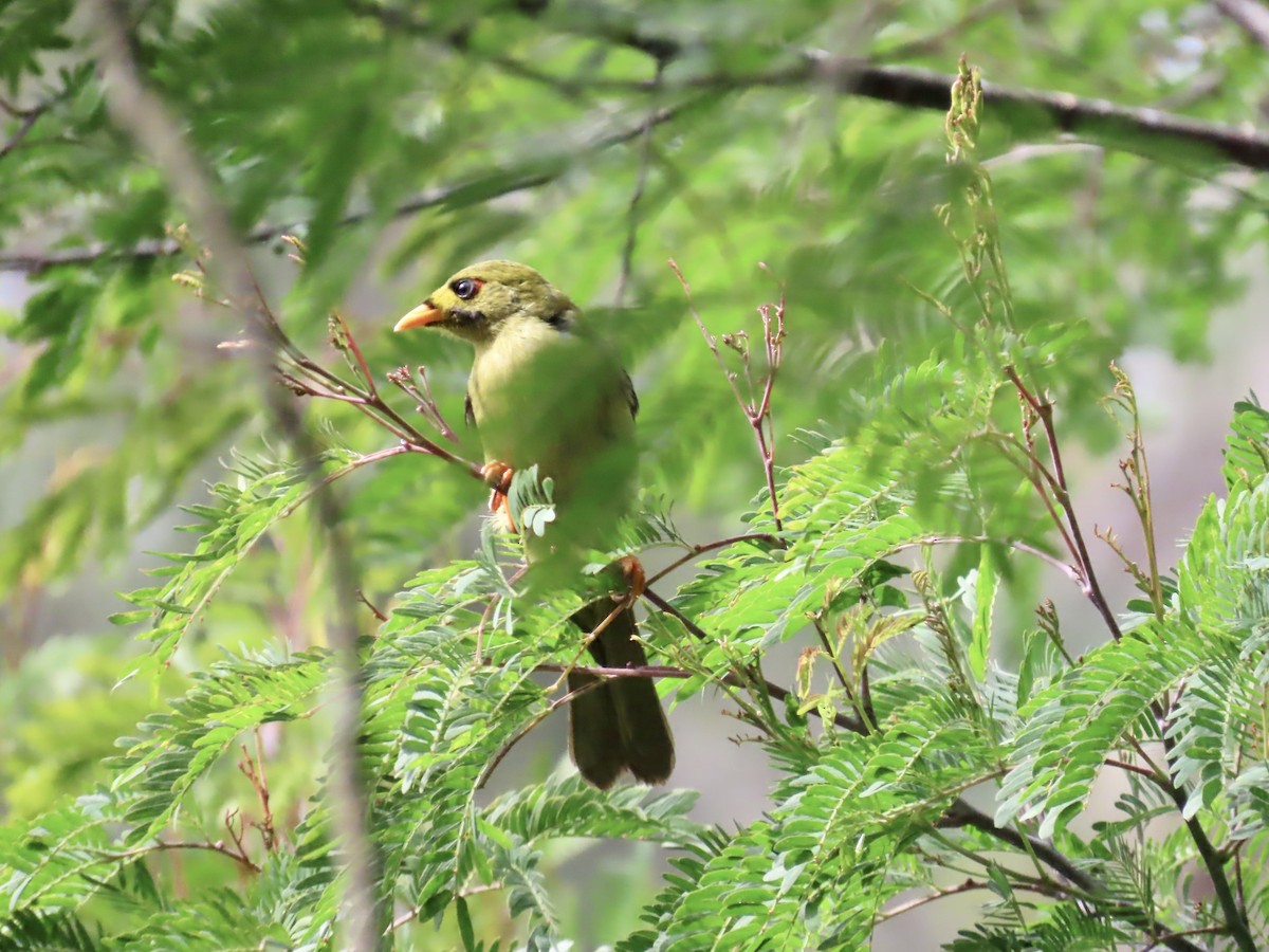 スズミツスイ - ML645557106