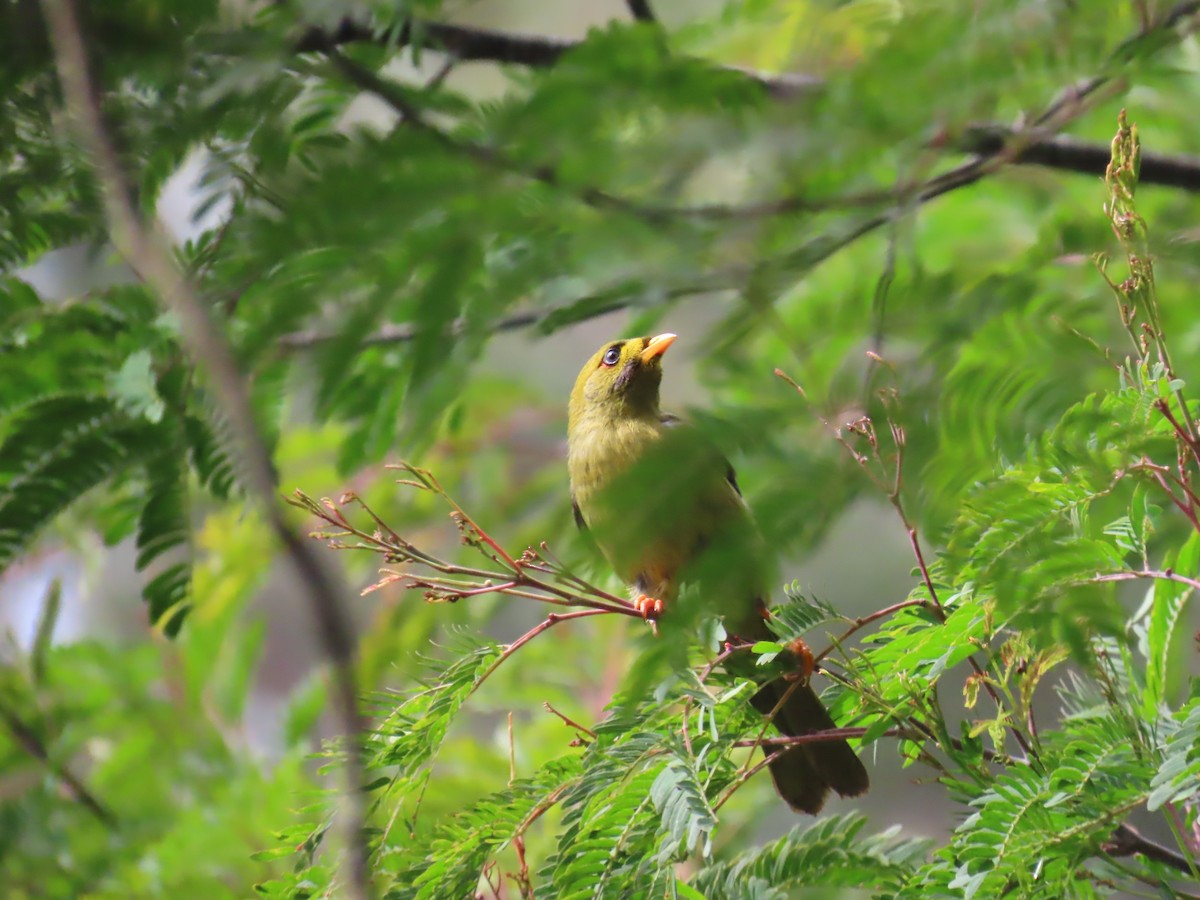 スズミツスイ - ML645557107