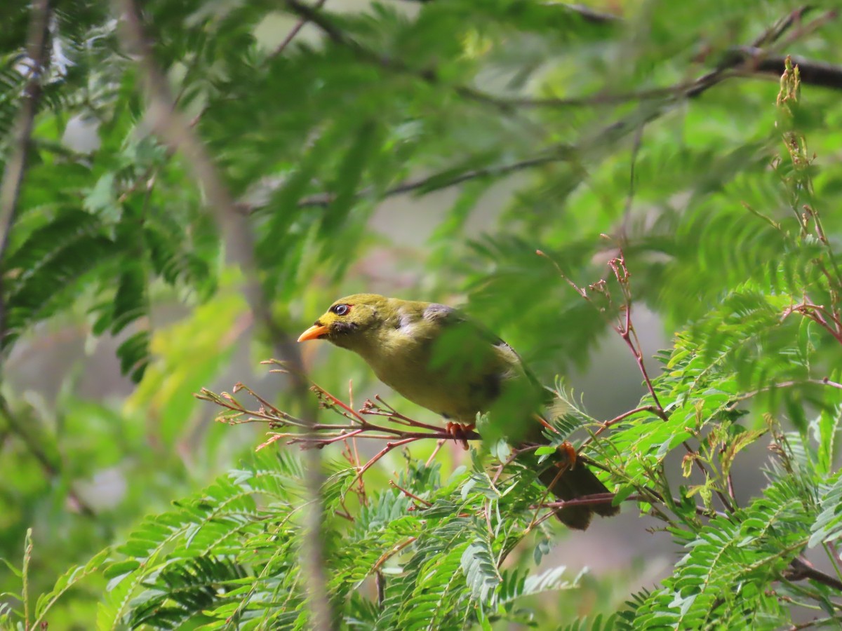 スズミツスイ - ML645557109