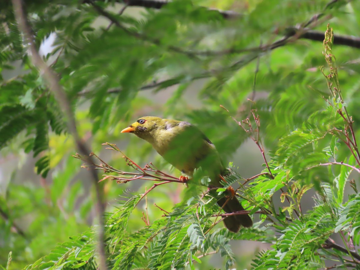 スズミツスイ - ML645557110