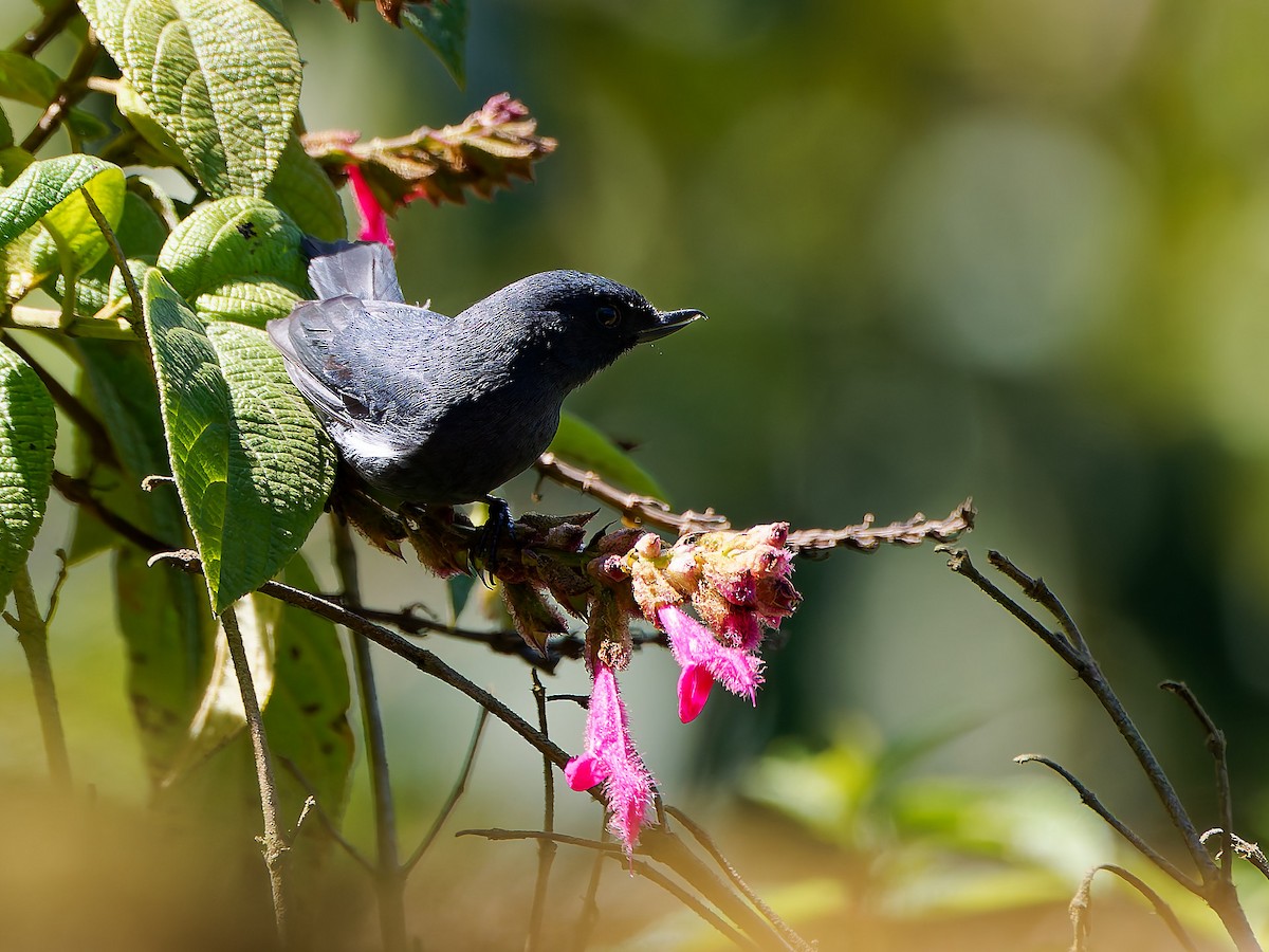 Pinchaflor Flanquiblanco - ML645557111