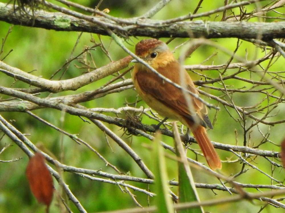 Chestnut-crowned Becard - ML645557113