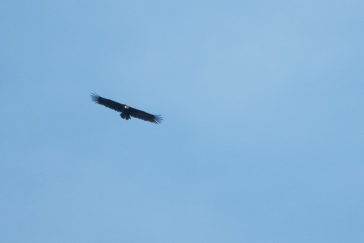 sup hnědý - ML645557114