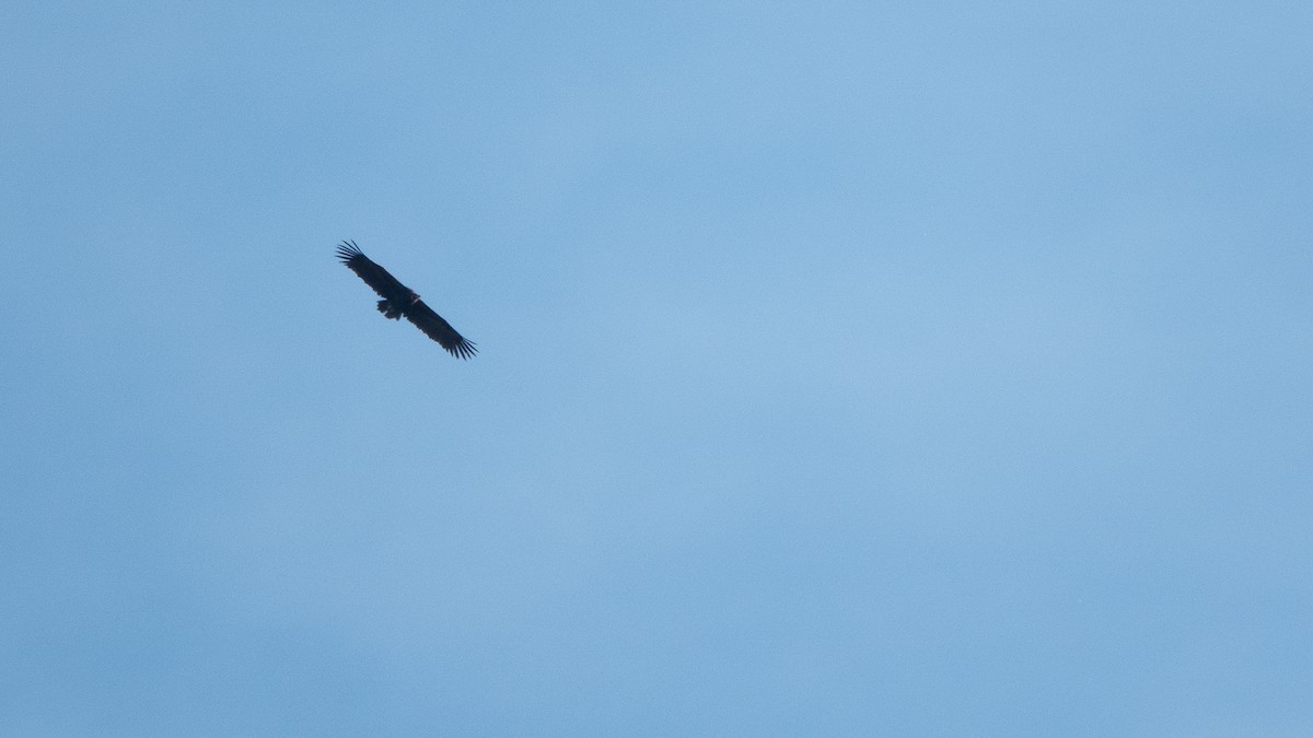 sup hnědý - ML645557118